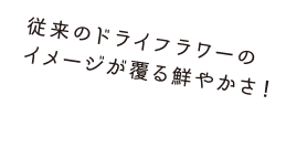 従来のドライフラワーのイメージが覆る鮮やかさ!