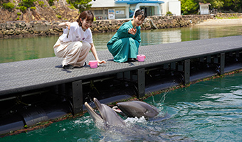 コビレゴンドウなど9種類約35頭のクジラやイルカを飼育。