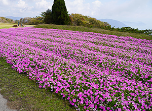 色とりどりの季節の花