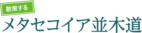 散策する メタセコイア並木道
