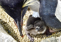 可愛らしい赤ちゃんペンギン