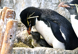 ミナミイワトビペンギンの親子