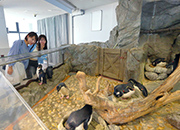 フォークランド諸島（マルビナス）にいる生きもの