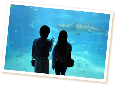 水槽には、堂々と泳ぐジンベエザメなど多くの生きものが暮らしています。