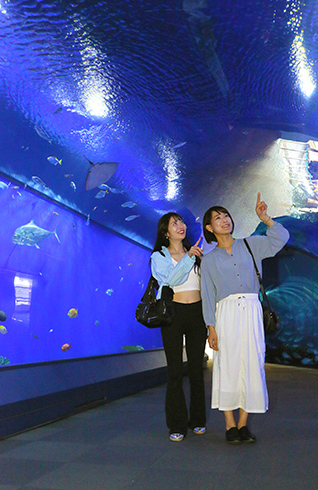 「太平洋」を真ん中に地球上の海や生きものを感じる水族館。