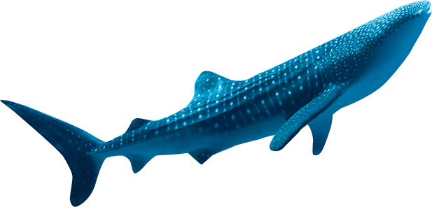 世界中の暖かい海域に生息。12m以上になる世界最大の魚類（サメの仲間）。